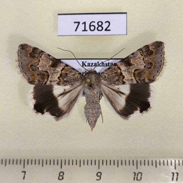 Noctuidae Drasteria flexuosa f Kazakhstan