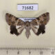 71682p Noctuidae Drasteria flexuosa f Kazakhstan $9