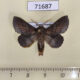 71687p Lasiocampidae Phyllodesma alice Kazakhstan $10