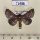 71688p Lasiocampidae Phyllodesma alice Kazakhstan $10