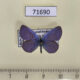 71690p Lycaenidae Cupido prosecusa Kazakhstan $5