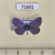 71691p Lycaenidae Cupido prosecusa Kazakhstan $5