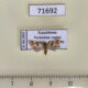 71692p Tortricidae Cochylidia sp. Kazakhstan $5