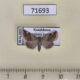 71693p Noctuidae Eublemma ostrina Kazakhstan $15