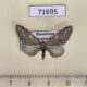 71695p Geometridae Eupithecia sp. ochridata Kazakhstan $5