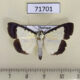 71701p Crambidae Pitama hermesalis Thailand $6
