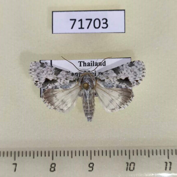 Noctuidae Thalathoides curtalis Thailand