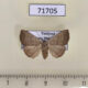 71705p Noctuidae sp. Thailand $13