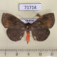 71714p Noctuidae Calesia dasypterus Thailand $6