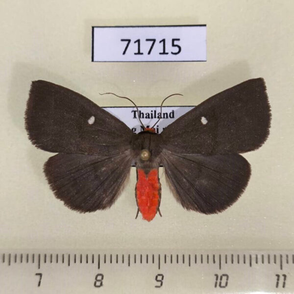 Noctuidae Calesia dasypterus f Thailand