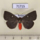 71715p Noctuidae Calesia dasypterus f Thailand $18