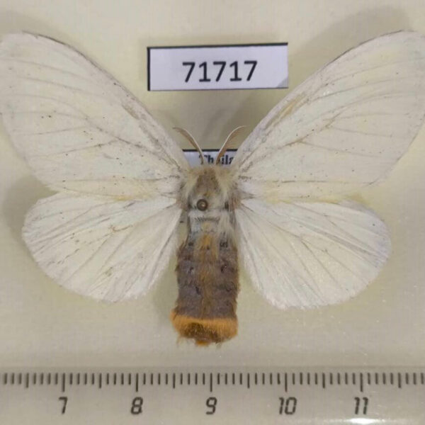 Lymantridae sp. f Thailand