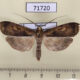 71720p Notodontiidae Stictogargetta lithosidia Thailand $10