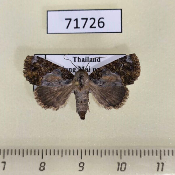 Noctuidae Beana sp. f Thailand