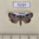71727p Noctuidae Aquis orbicularis Thailand $8