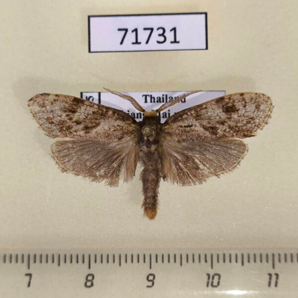 Psychidae sp. Thailand