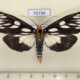 71734p Arctiidae Macrobrochis gigas Thailand $12