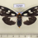71737p Arctiidae Macrobrochis gigas f Thailand $15