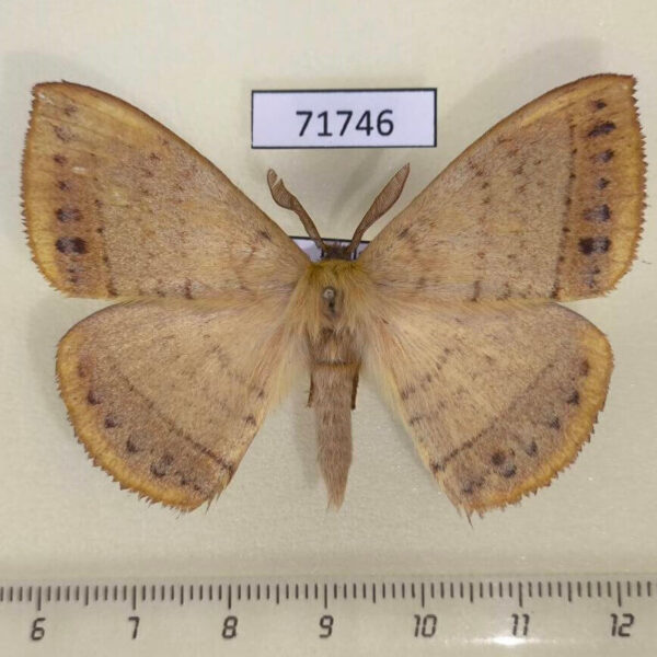 Eupterotidae Eupterote undata Thailand