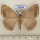 71746p Eupterotidae Eupterote undata Thailand $10