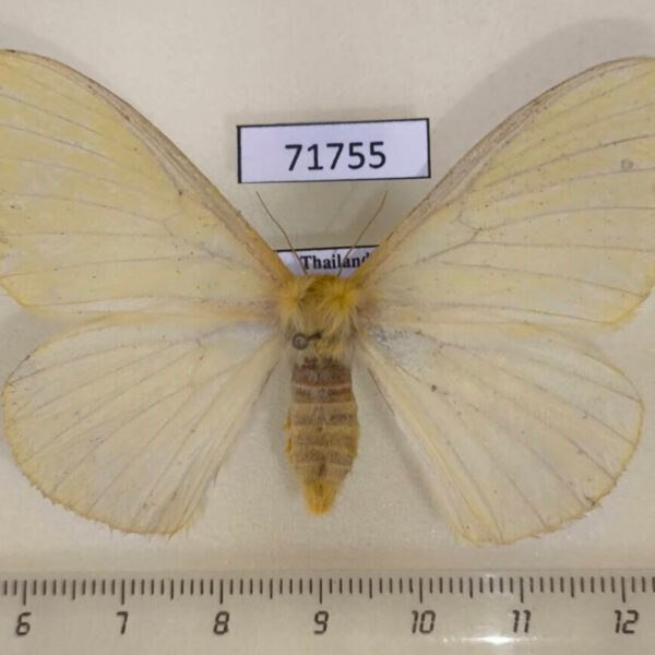 Eupterotidae Eupterote citrina f Thailand