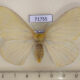 71755p Eupterotidae Eupterote citrina f Thailand $13