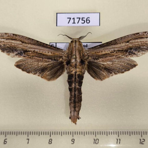 Cossidae Duomitus ceramicus Thailand