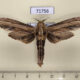 71756p Cossidae Duomitus ceramicus Thailand $25