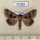 71762p Noctuidae Anoba polyspila Thailand $12