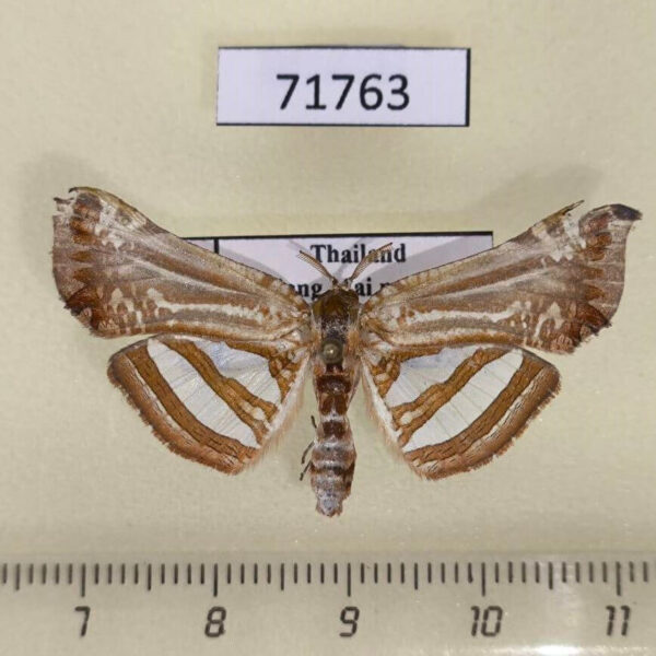 Thyrididae Herdonia thaiensis Thailand