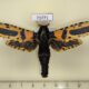 71771p Cossidae Xyleutes minea Thailand $25