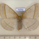 71772p Eupterotidae Eupterote undata f Thailand $9