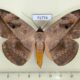 71774p Noctuidae Hypopyra pudens Thailand $12