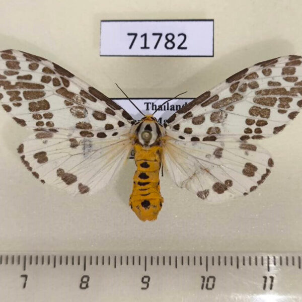 Arctiidae Juxtarctia multiguttata f Thailand