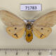 71783p Arctiidae Spilosoma sp. f Thailand $14