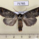 71785p Notodontiidae Phalera argenteolepis Thailand $15