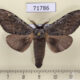 71786p Notodontiidae Stauroplitis annulata Thailand $8