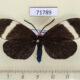 71789p Zygaenidae Pidorus glaucopis Thailand $15