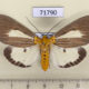 71790p Noctuidae Asota heliconia f Thailand $8