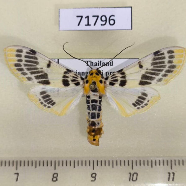 Pyralidae Pachynoa xanthochyta Thailand