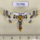 71796p Pyralidae Pachynoa xanthochyta Thailand $10