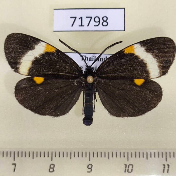 Zygaenidae Pidorus albifascia Thailand