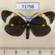 71798p Zygaenidae Pidorus albifascia Thailand $20
