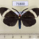 71800p Zygaenidae Pidorus glaucopis Thailand $12