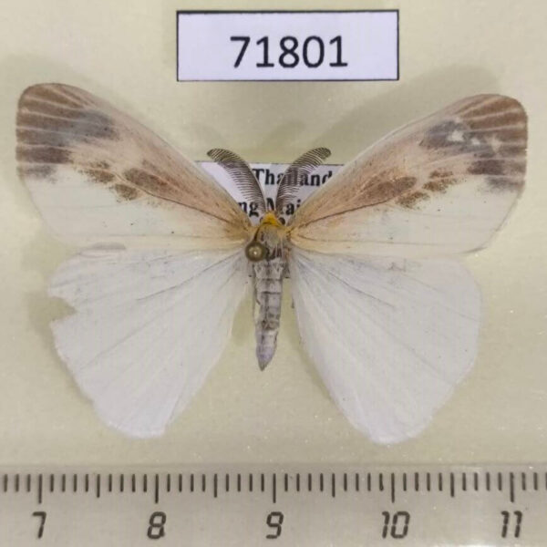 Lymantridae Pantana visum Thailnad