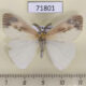 71801p Lymantridae Pantana visum Thailnad $7