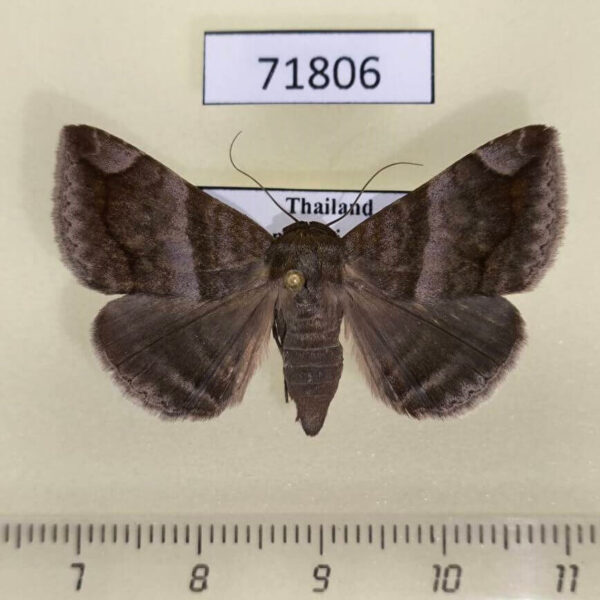 Noctuidae Buzara onelia f Thailand
