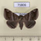 71806p Noctuidae Buzara onelia f Thailand $15