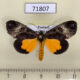 71807p Noctuidae Sarbanissa dissimilis Thailand $10
