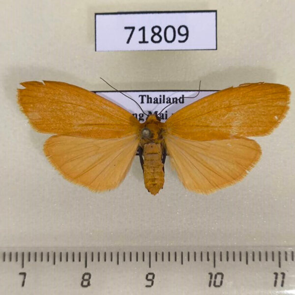 Arctiidae Nishada sambara f Thailand